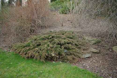 10+ редких растений из Красной книги России — названия, характеристика и фото