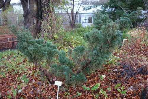 10+ редких растений из Красной книги России — названия, характеристика и фото