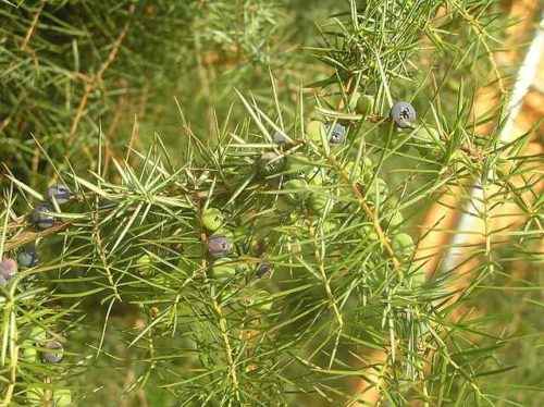 10+ редких растений из Красной книги России — названия, характеристика и фото