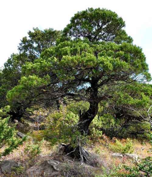 10+ редких растений из Красной книги России — названия, характеристика и фото