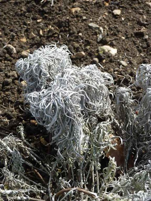 10+ редких растений из Красной книги России — названия, характеристика и фото