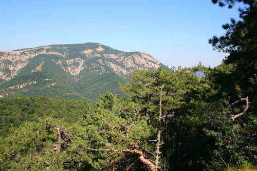 10+ редких растений из Красной книги России — названия, характеристика и фото