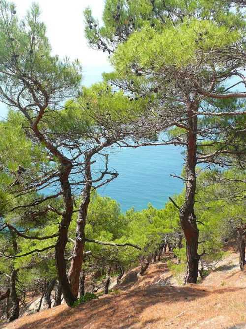 10+ редких растений из Красной книги России — названия, характеристика и фото