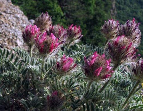 Растительный мир Крыма: названия, фото и характеристика