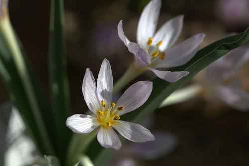 Растительный мир Крыма: названия, фото и характеристика