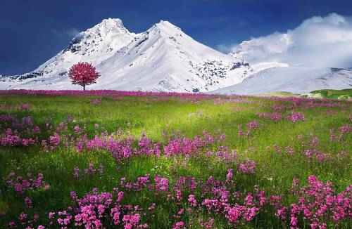 Естественная (природная) экосистема - описание, признаки, виды и примеры