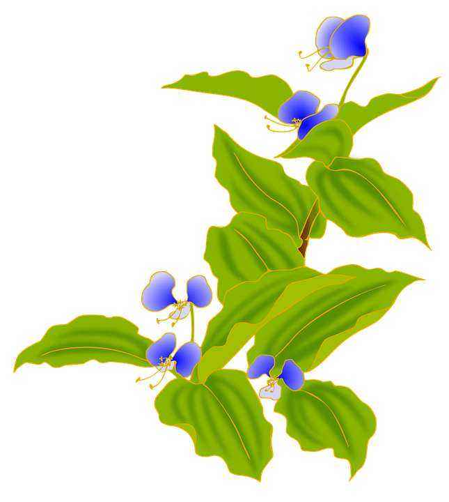 Детские картинки цветов с названиями