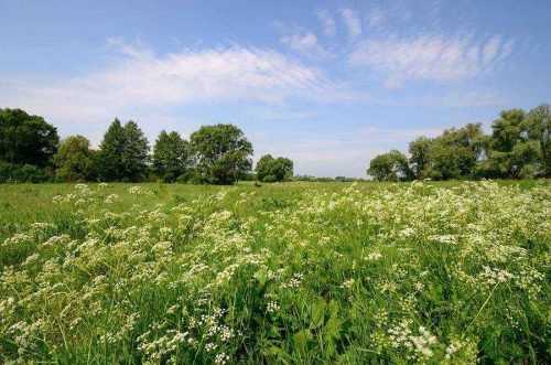 Какие природные зоны есть на Земле? Карта, список, характеристика и фото