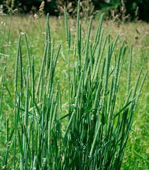 Растительный мир Беларуси: особенности, примеры растений с описанием и фото