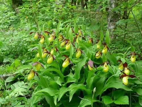 Растительный мир Крыма: названия, фото и характеристика