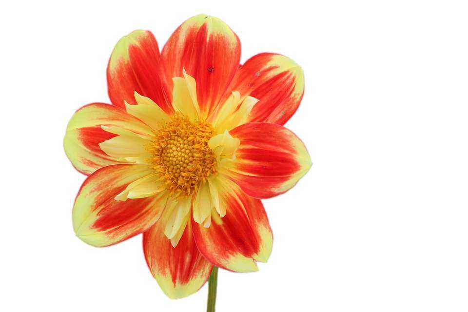 Детские картинки цветов с названиями