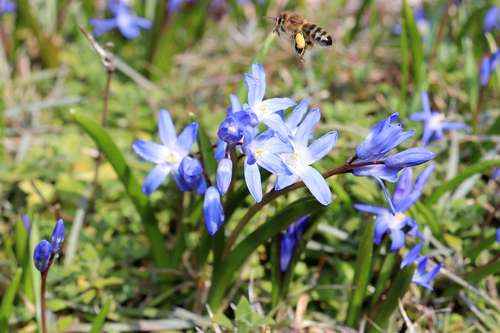 Экосистема или природное сообщество луга: описание, растения, животные, роль для человека и охрана