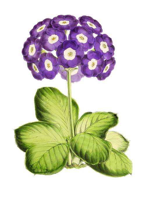 Детские картинки цветов с названиями