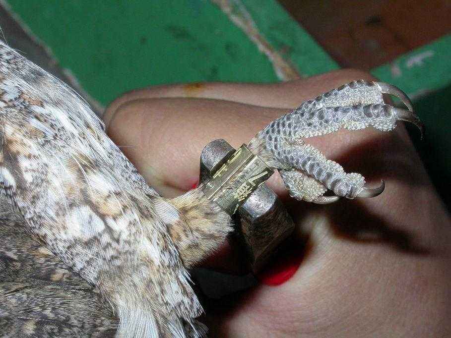 Миграция птиц — основные причины и интересные факты