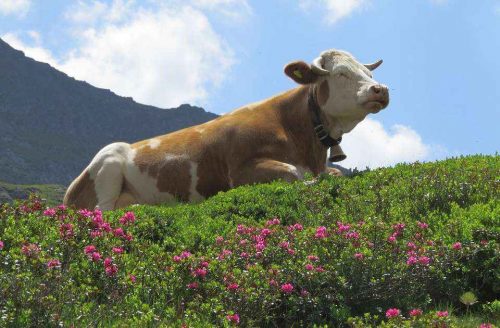 Взаимоотношения между организмами - примеры, характеристика и таблица