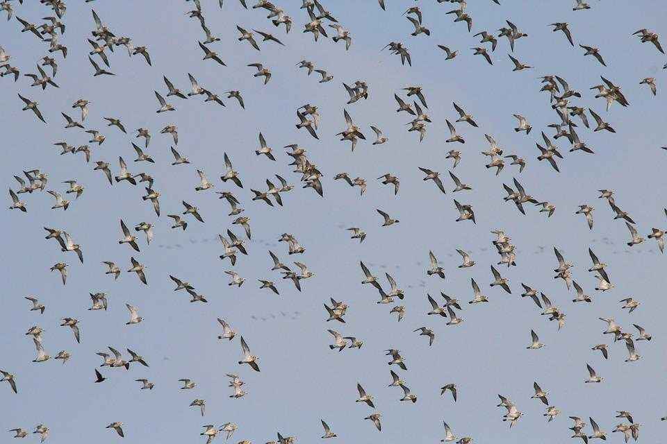 Миграция птиц — основные причины и интересные факты