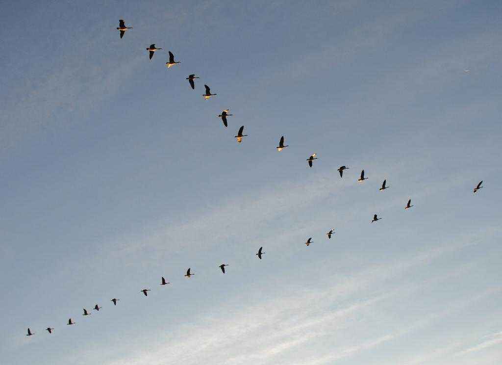 Миграция птиц — основные причины и интересные факты