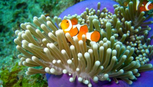 Взаимоотношения между организмами - примеры, характеристика и таблица