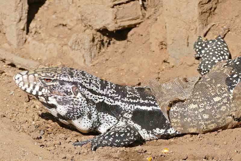 Крупнейшие ящерицы на Земле - список, названия, описание и фото
