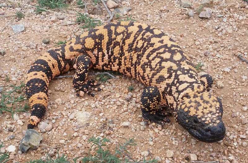 Крупнейшие ящерицы на Земле - список, названия, описание и фото