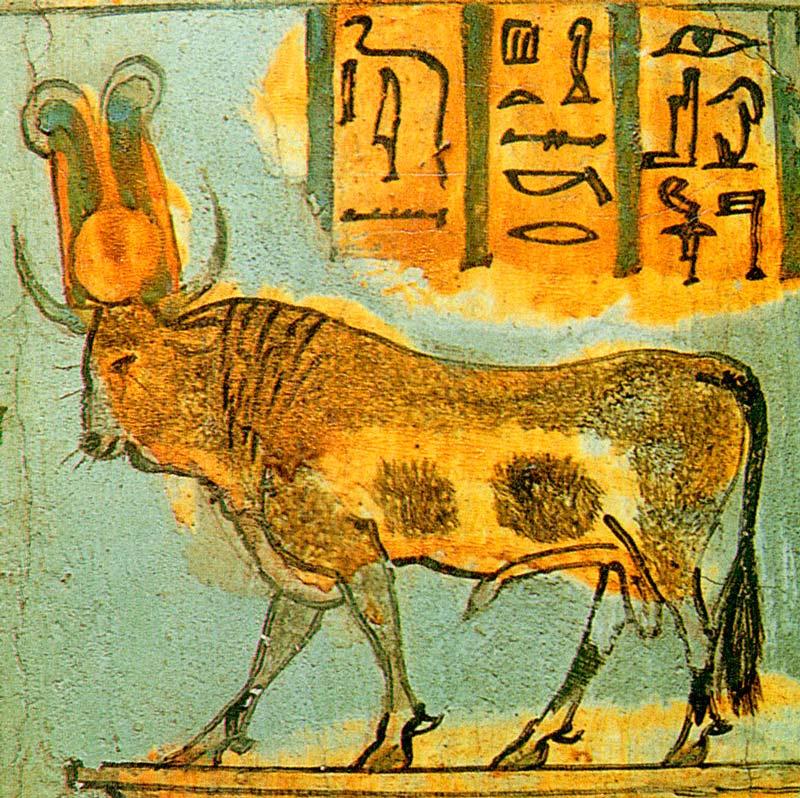 Фауна Египта - Какие животные обитают в Египте?