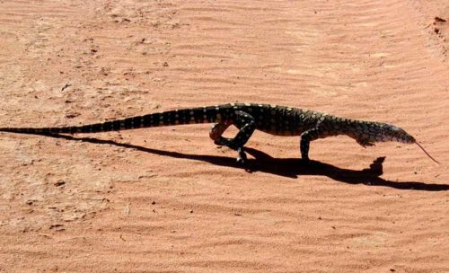 Доклад-сообщение на тему: "Животные пустыни"