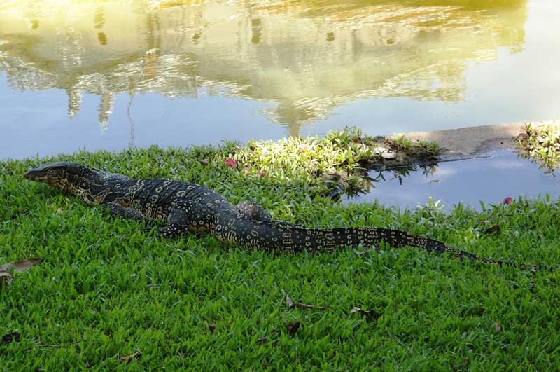 Крупнейшие ящерицы на Земле - список, названия, описание и фото