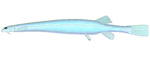 ТОП-16 смертоносных и ядовитых рыб на Земле