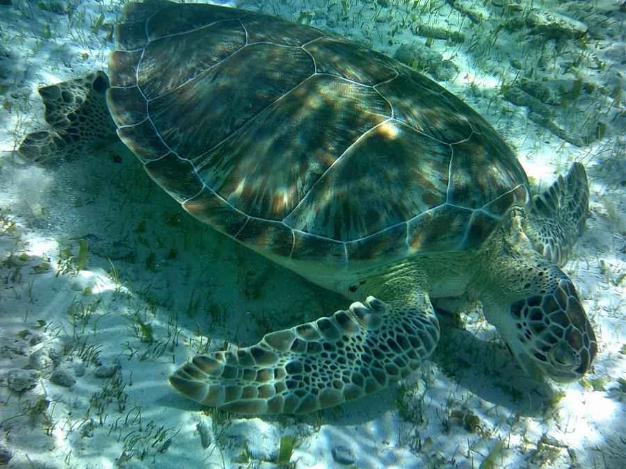 Как дикие животные готовятся к зимним холодам?