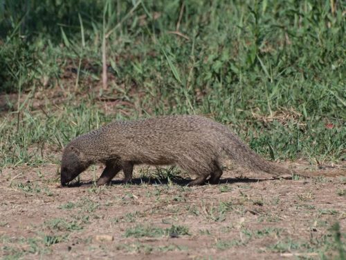 Фауна Египта - Какие животные обитают в Египте?