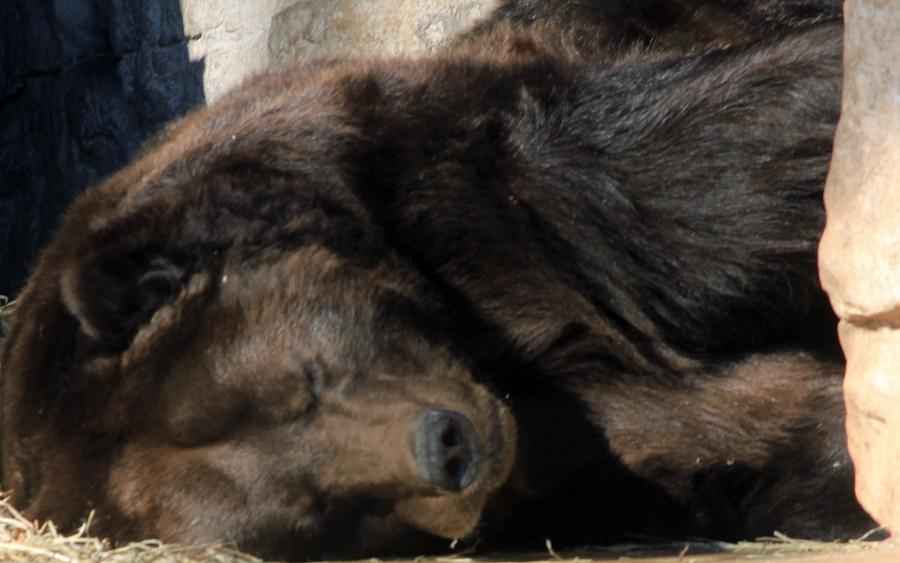 Как дикие животные готовятся к зимним холодам?