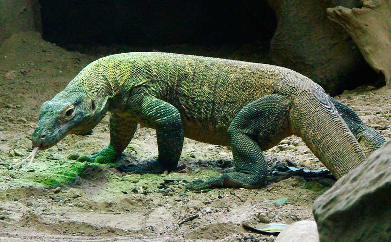 Крупнейшие ящерицы на Земле - список, названия, описание и фото