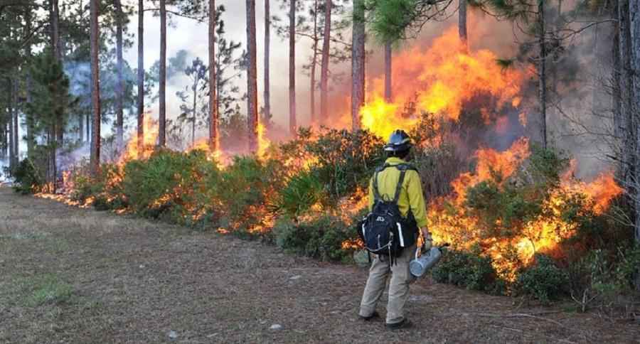 Лесные пожары: вред или польза?