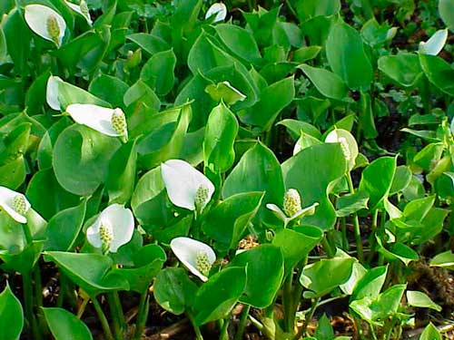 Флора и фауна болота - Какие животные обитают на болоте?