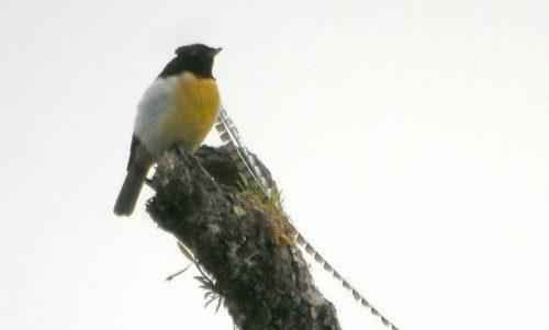 ТОП 25 самых редких видов птиц на планете - названия, описания и фото