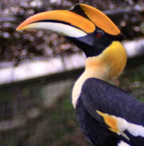 ТОП 25 самых редких видов птиц на планете - названия, описания и фото