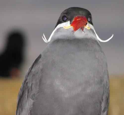 ТОП 25 самых редких видов птиц на планете - названия, описания и фото