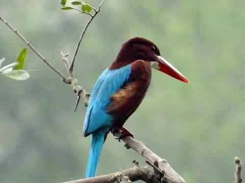 ТОП 25 самых редких видов птиц на планете - названия, описания и фото