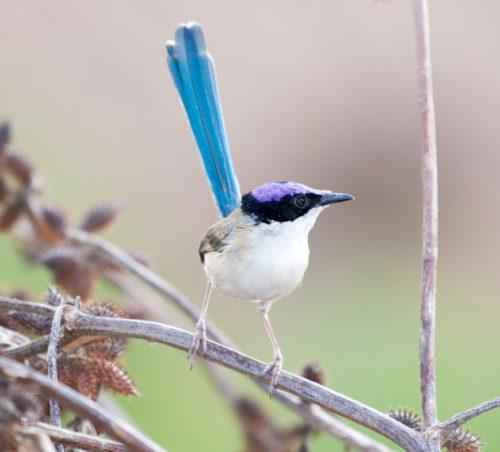 ТОП 25 самых редких видов птиц на планете - названия, описания и фото