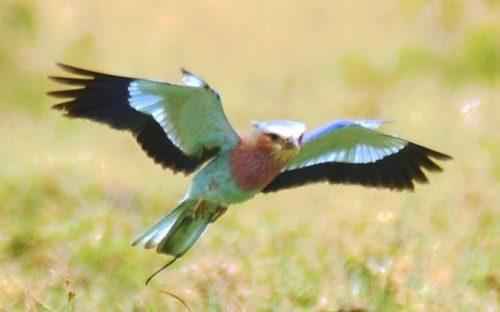 ТОП 25 самых редких видов птиц на планете - названия, описания и фото