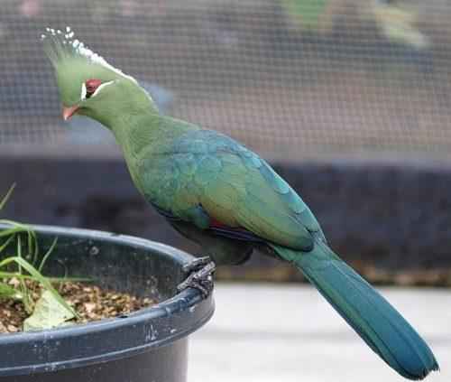 ТОП 25 самых редких видов птиц на планете - названия, описания и фото