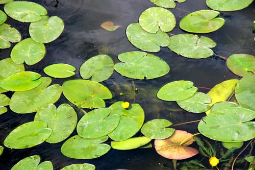 Флора и фауна болота - Какие животные обитают на болоте?