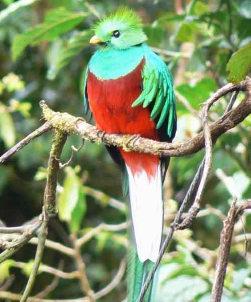 ТОП 25 самых редких видов птиц на планете - названия, описания и фото