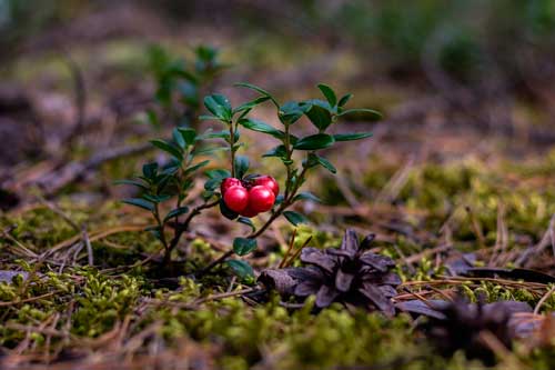 Растительный мир Урала - список, характеристика и фото