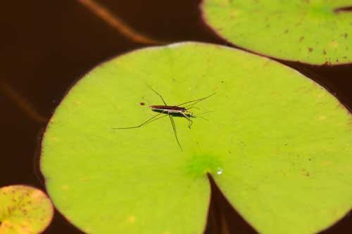 Флора и фауна болота - Какие животные обитают на болоте?