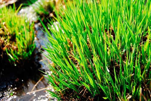 Флора и фауна болота - Какие животные обитают на болоте?