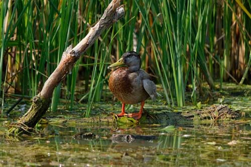 Флора и фауна болота - Какие животные обитают на болоте?