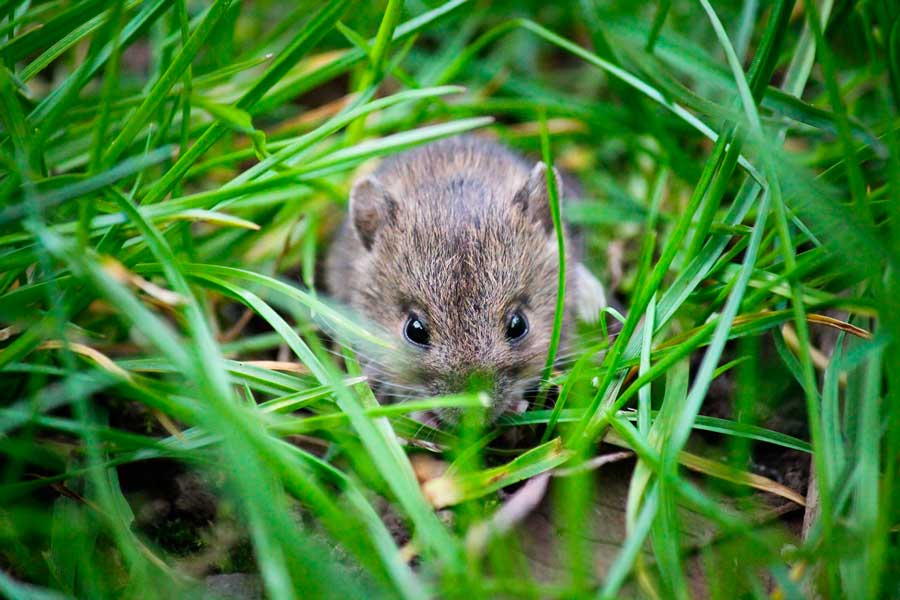 Фауна полей - Какие животные обитают на полях?