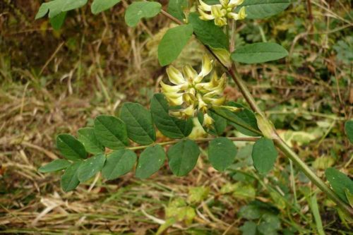 Редкие растения и грибы из Красной книги Пермского края — список, характеристика и фото
