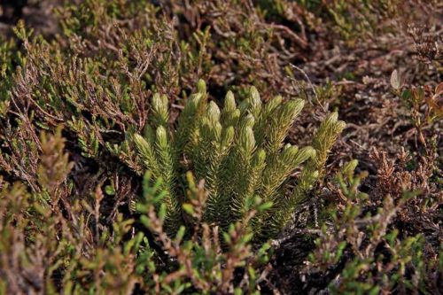 Редкие растения из Красной книги Ставропольского края — список, характеристика и фото